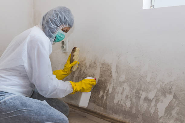 Best Commercial Mold Inspection  in Durand, MI