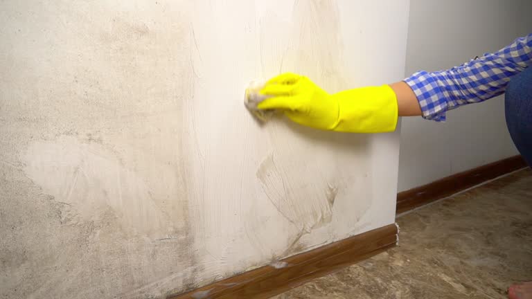 Best Basement Mold Removal  in Durand, MI