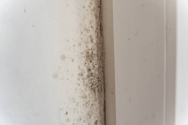 Best Residential Mold Inspection & Testing  in Durand, MI