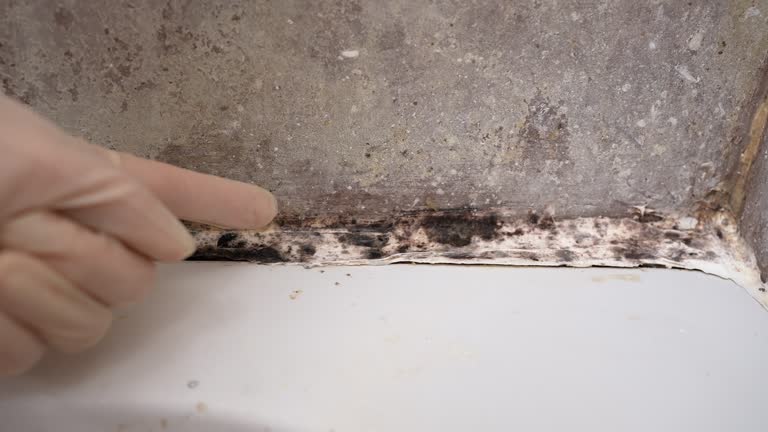 Best Attic Mold Removal  in Durand, MI